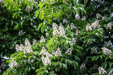 Kestane ağacı çiçek açmış. Dik bir cilt bakımıyla.