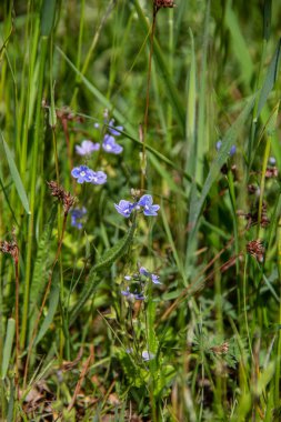 renkli çiçek çayır yaz