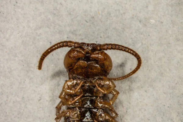 Centopeia Diplopod Rasteja Chão — Fotografia de Stock