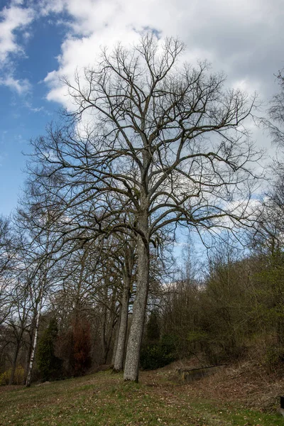 Blote Bomen Het Voorjaar — Stockfoto