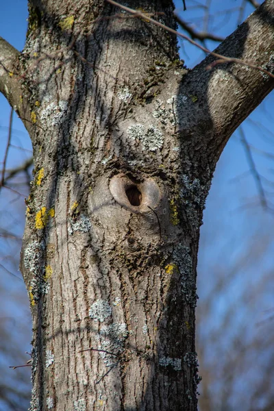 Kahle Bäume Frühling Mit Astloch — Stockfoto