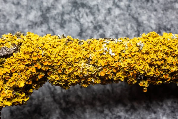 Gelbe Becherflechten Zweig — Stock fotografie