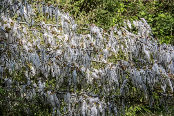 Saules Fleurs Semis Lisière Forêt — Photo