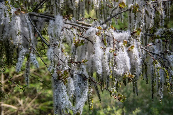 Saules Fleurs Semis Lisière Forêt — Photo