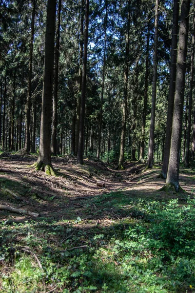 Jarní Les Cestou Mezi Stromy — Stock fotografie