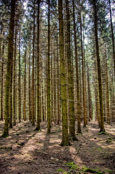 Ανοιξιάτικο Δάσος Δρόμο Πίσω Ανάμεσα Στα Δέντρα — Φωτογραφία Αρχείου