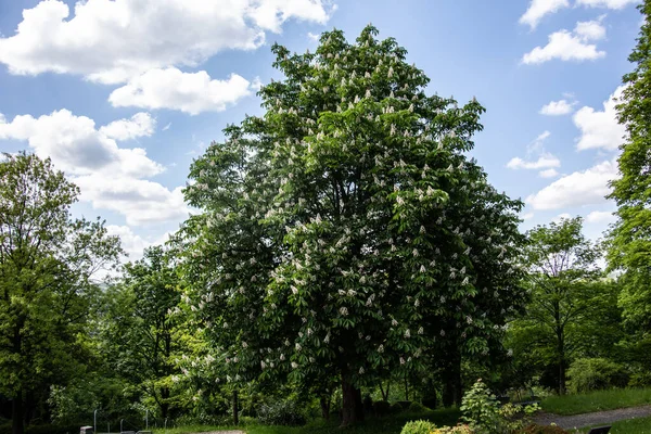 Chestnut Tree Bloom Upright Inflorescences — Stock Photo, Image