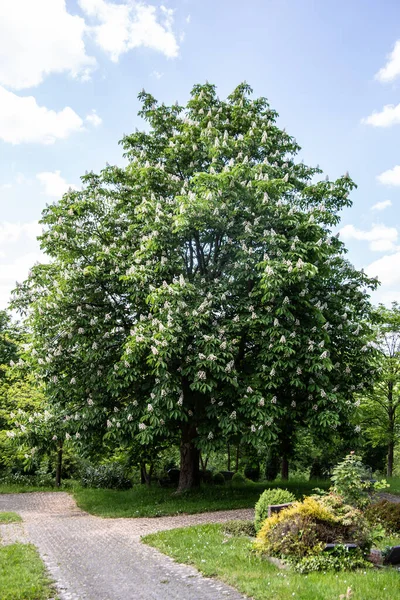 Chestnut Tree Bloom Upright Inflorescences — Stock Photo, Image
