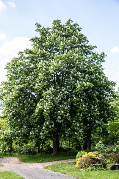 Chestnut Tree Bloom Upright Inflorescences — Stock Photo, Image