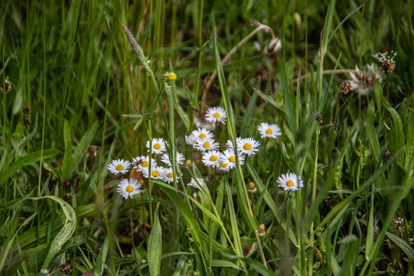 Färgstark Blomma Äng Sommar — Stockfoto