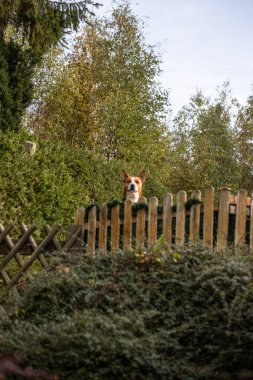 Köpek çitin üzerinde duruyor ve izliyor.