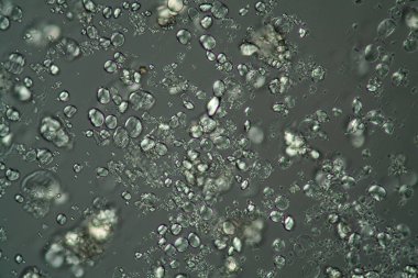 Mikroskop altında mısır gevreği taneleri 200x