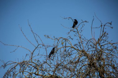 Kara kargalar kış ağacında