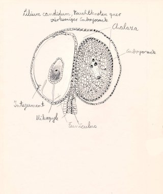 Mikroskobik bitkisel hazırlıkların el çizimi
