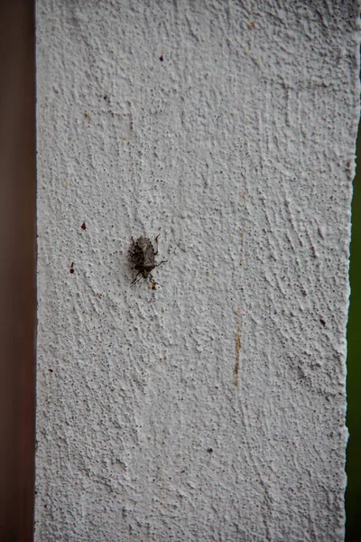 Schurftige Boom Bug Huis Muur — Stockfoto