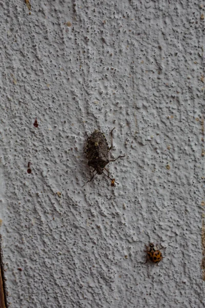 Έντομο Scabby Δέντρο Στον Τοίχο Του Σπιτιού — Φωτογραφία Αρχείου