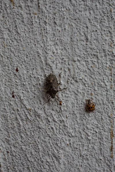 Duvarında Kabuklu Ağaç Böceği — Stok fotoğraf