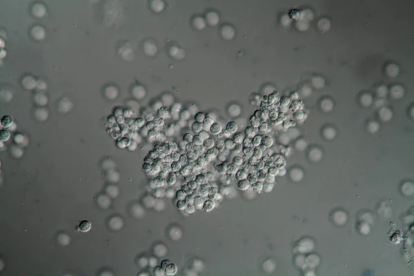 Mucosal Cell Epithelium Human Bladder Wall 400X — Stock Photo, Image