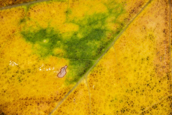 Kleurrijke Herfst Esdoorn Bladeren Sterk Vergroot — Stockfoto