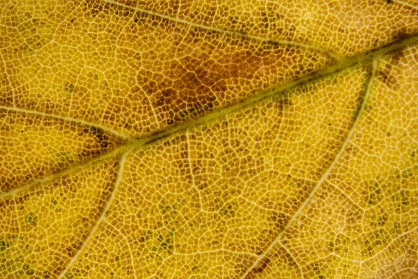 Kleurrijke Herfst Esdoorn Bladeren Sterk Vergroot — Stockfoto