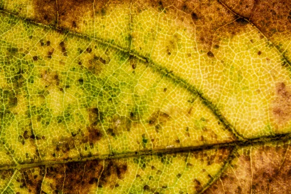 Kleurrijke Herfst Esdoorn Bladeren Sterk Vergroot — Stockfoto