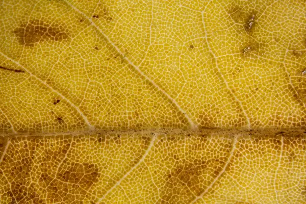 Kleurrijke Herfst Esdoorn Bladeren Sterk Vergroot — Stockfoto