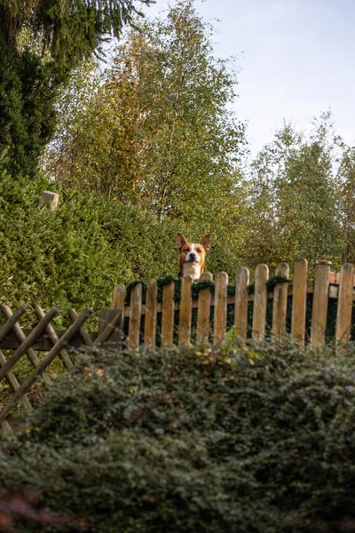 Chien Debout Sur Clôture Les Montres — Photo