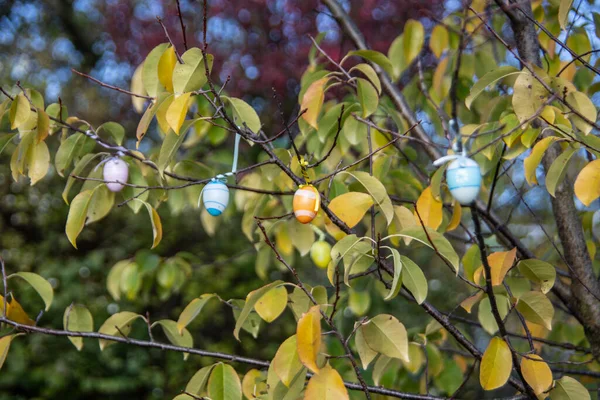 Mélèze Décoloré Automne — Photo