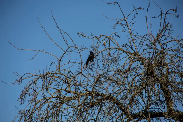 Cuervos Negros Árbol Invernal —  Fotos de Stock