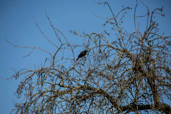 Чорні Ворони Виноградному Дереві — стокове фото