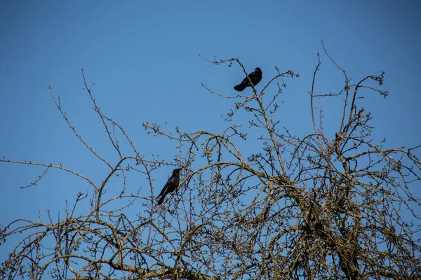 Corbeaux Noirs Sur Arbre Hiver — Photo