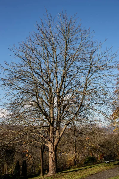 Single Bald Chestnut Tree Sunny Winter — Stock Photo, Image
