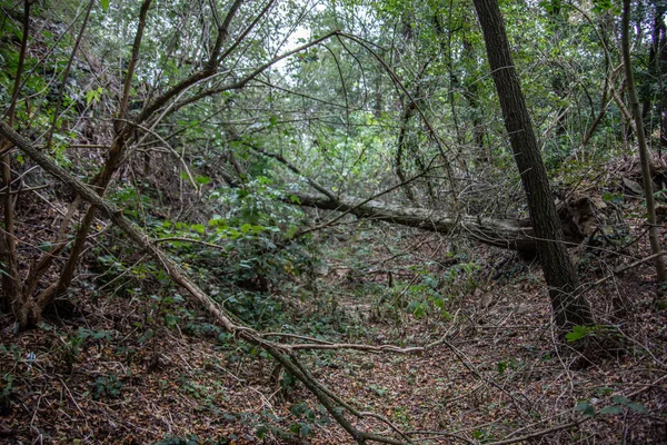 Skog Och Landskap Runt Frankenstein Slott — Stockfoto