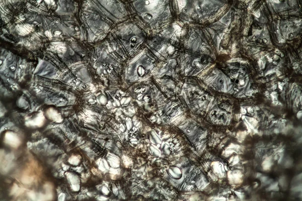 Granos Fécula Patata Bajo Microscopio 200X —  Fotos de Stock