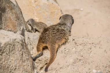 Kumda oynayan mirket