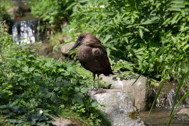 Vogel derede kendini temizliyor.