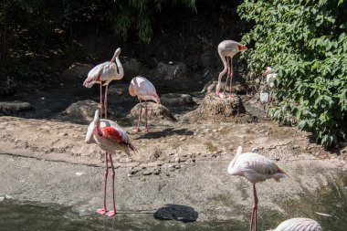 Uzun bacaklı flamingolar etrafta kasıla kasıla yürüyor