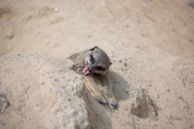 Kumda oynayan mirket