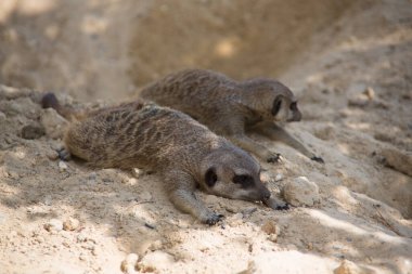 Kumda oynayan mirket