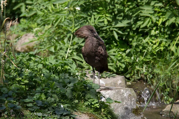 Vogel Putzt Sich Bach — Stockfoto