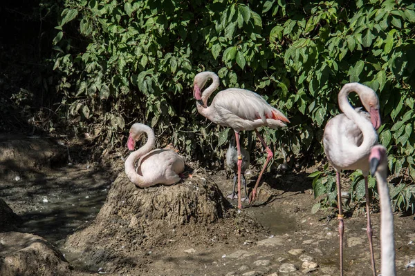 Flamingos Com Pernas Compridas Redor — Fotografia de Stock