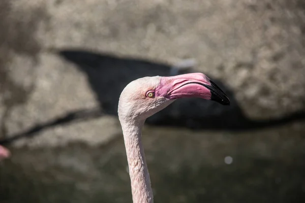 Flamingos with long legs strut around