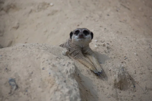 Meerkat Brincando Areia — Fotografia de Stock