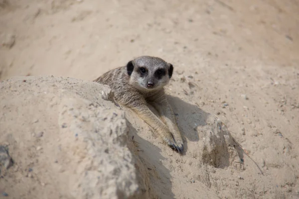 砂の中で遊ぶMeerkat — ストック写真