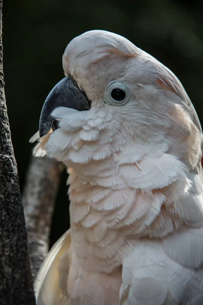 Cockatoo Sits Tree — Stock Photo, Image