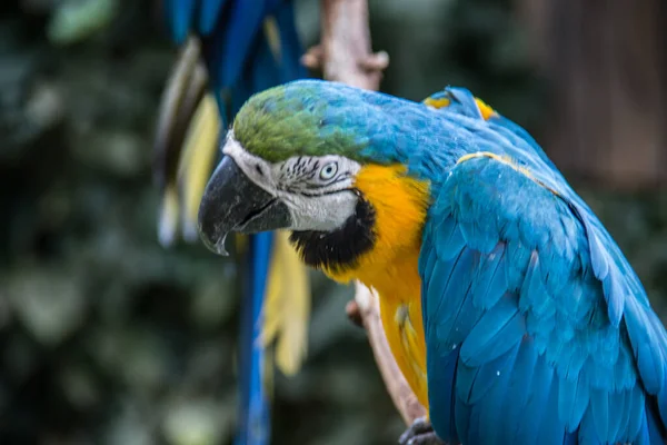 Vermelho Azul Verde Papagaios Grandes América Sul — Fotografia de Stock