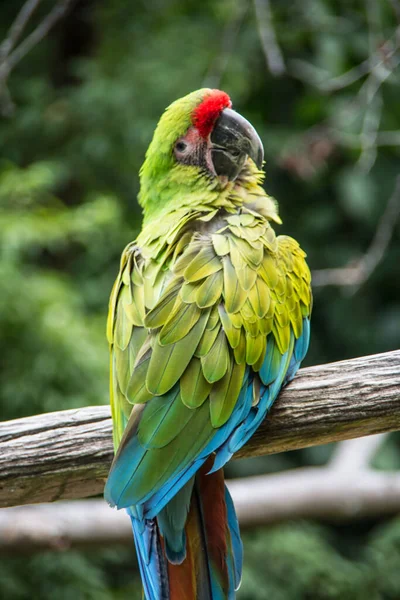 Vermelho Azul Verde Papagaios Grandes América Sul — Fotografia de Stock