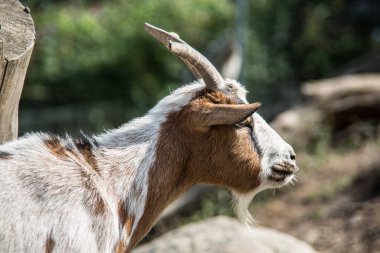 Boynuzlu ve sakallı keçi