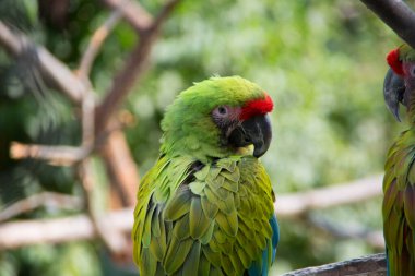 Ağaçtaki renkli büyük mavi, kırmızı, yeşil papağanlar.