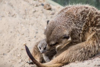 Kumda oynayan mirket